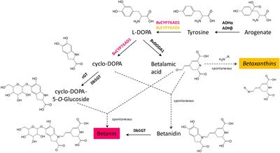 Engineering Betalain Biosynthesis in Tomato for High Level Betanin Production in Fruits